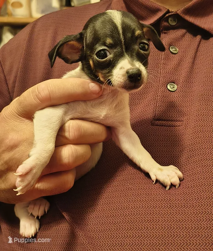 Annie – Chihuahua puppy for sale in Grand Terrace, CA