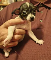 Annie, a female Chihuahua for sale in Grand Terrace, CA – 1 of 2