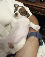 Susie, a female Chihuahua for sale in Grand Terrace, CA – 2 of 8