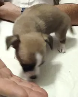 Crissy, a female Chihuahua for sale in Grand Terrace, CA – 8 of 10