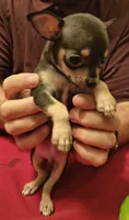 Little Bear, a male Chihuahua for sale in Grand Terrace, CA – 2 of 2