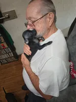 Max, a male Chihuahua for sale in Grand Terrace, CA – 3 of 7