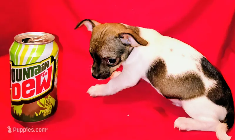 Puppy #2 – Chihuahua puppy for sale in Grand Terrace, CA