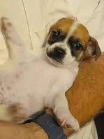 Bernie, a male Chihuahua for sale in Grand Terrace, CA – 8 of 8