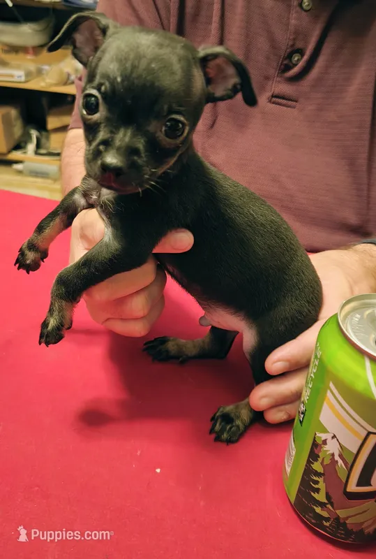 Max – Chihuahua puppy for sale in Grand Terrace, CA