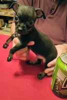 Max, a male Chihuahua for sale in Grand Terrace, CA – 2 of 2