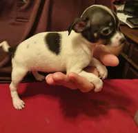 Annie, a female Chihuahua for sale in Grand Terrace, CA – 2 of 2
