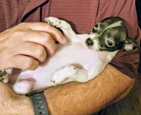 AJ, a male Chihuahua for sale in Grand Terrace, CA – 4 of 6