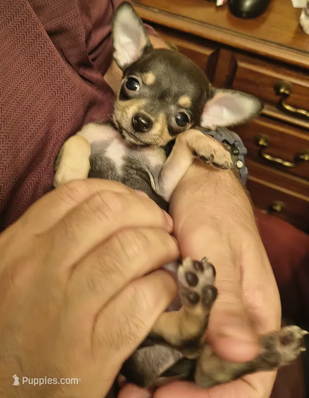 Little Bear – Chihuahua puppy for sale in Grand Terrace, CA