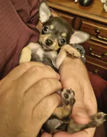 Little Bear, a male Chihuahua for sale in Grand Terrace, CA – 1 of 2