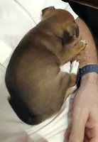 Jo Jo, a male Chihuahua for sale in Grand Terrace, CA – 4 of 9
