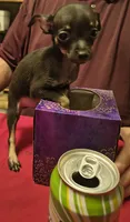 Puppy #4, a male Chihuahua for sale in Grand Terrace, CA – 1 of 2