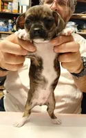 Bruno, a male Chihuahua for sale in Grand Terrace, CA – 4 of 6