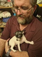AJ, a male Chihuahua for sale in Grand Terrace, CA – 5 of 6