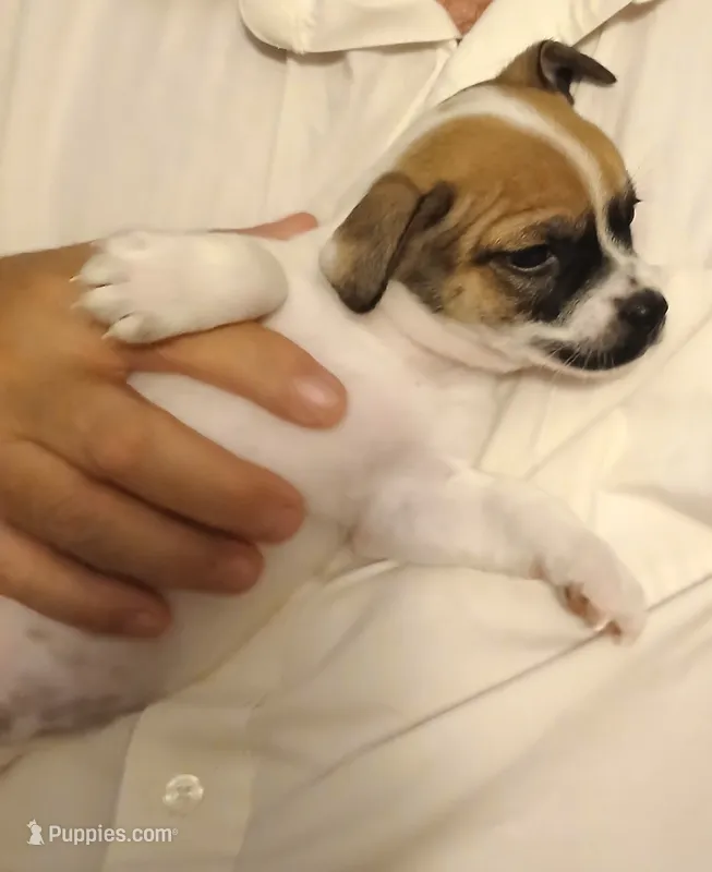 Bernie – Chihuahua puppy for sale in Grand Terrace, CA
