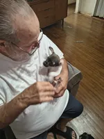 Lucky, a male Chihuahua for sale in Grand Terrace, CA – 4 of 6