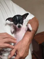 AJ, a male Chihuahua for sale in Grand Terrace, CA – 8 of 10