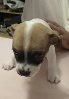 Bernie, a male Chihuahua for sale in Grand Terrace, CA – 6 of 8