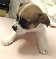 Bernie, a male Chihuahua for sale in Grand Terrace, CA – 4 of 8