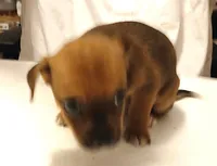 Jo Jo, a male Chihuahua for sale in Grand Terrace, CA – 9 of 9