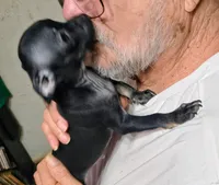 Max, a male Chihuahua for sale in Grand Terrace, CA – 5 of 7