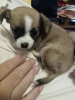 Crissy, a female Chihuahua for sale in Grand Terrace, CA – 9 of 10