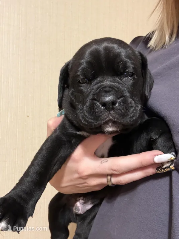 No name  – Dogue de Bordeaux puppy for sale in Brush, CO