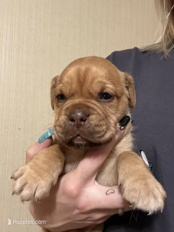 No name  – Dogue de Bordeaux puppy for sale in Brush, CO