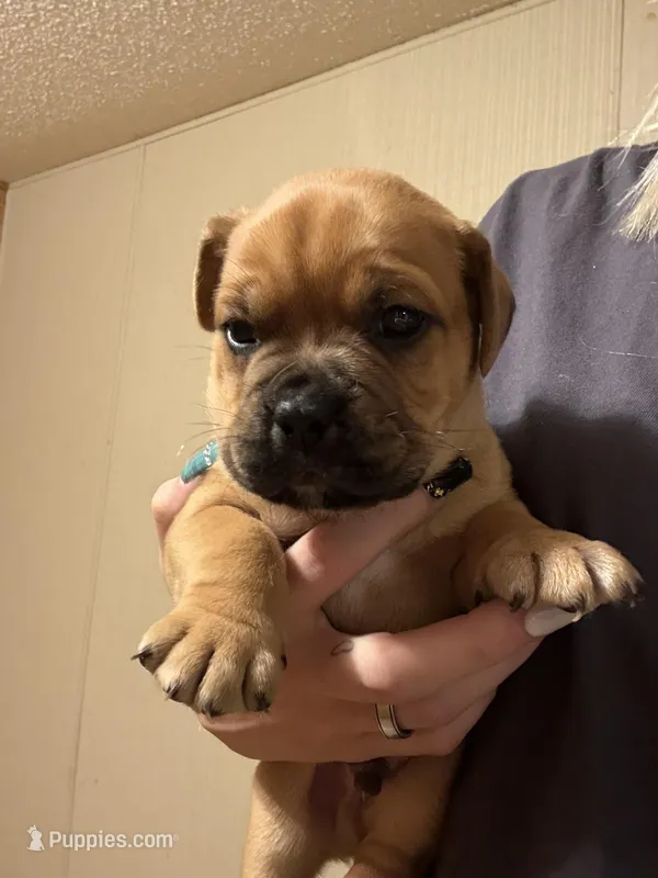 No name  – Dogue de Bordeaux puppy for sale in Brush, CO