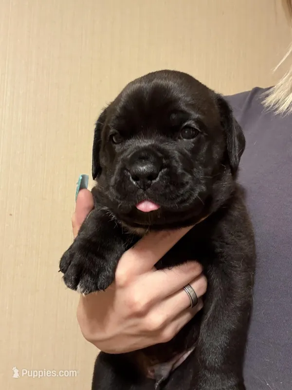 No name  – Dogue de Bordeaux puppy for sale in Brush, CO