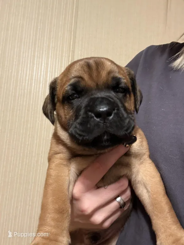 No name  – Dogue de Bordeaux puppy for sale in Brush, CO