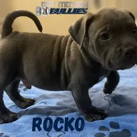 Rocko, a male American Bully for sale in Suitland, MD – Photo 7 of 10