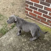 Rocko, a male American Bully for sale in Suitland, MD – Photo 4 of 10
