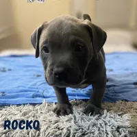 Rocko, a male American Bully for sale in Suitland, MD – Photo 9 of 10