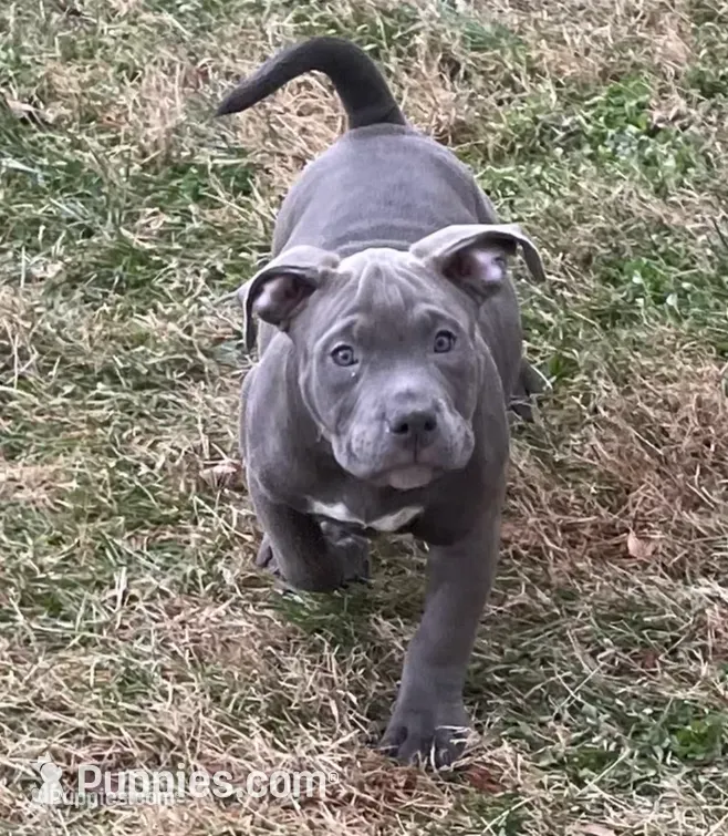 Rocko – American Bully puppy for sale in Suitland, MD