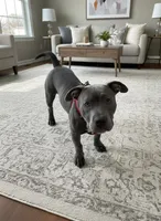 Rocko, a male American Bully for sale in Suitland, MD – Photo 2 of 10