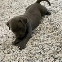 Rocko, a male American Bully for sale in Suitland, MD – Photo 10 of 10