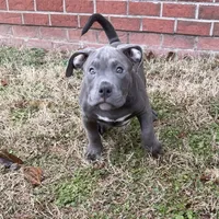 Rocko, a male American Bully for sale in Suitland, MD – Photo 6 of 10