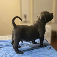 Rocko, a male American Bully for sale in Suitland, MD – Photo 8 of 10