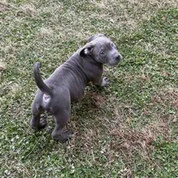 Rocko, a male American Bully for sale in Suitland, MD – Photo 5 of 10