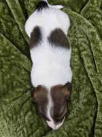 Trapper, a male Miniature Dachshund for sale in Ogden, UT – 6 of 6