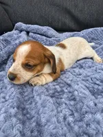 Hunter, a male Miniature Dachshund for sale in Ogden, UT – 2 of 5