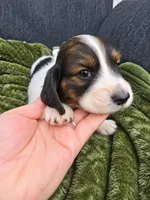 Trapper, a male Miniature Dachshund for sale in Ogden, UT – 4 of 6