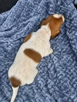Hunter, a male Miniature Dachshund for sale in Ogden, UT – 5 of 5