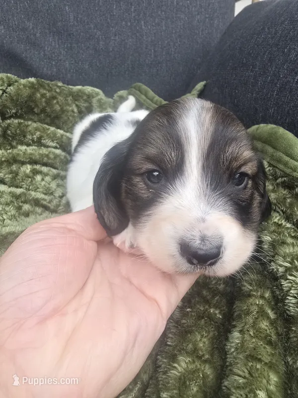 Trapper – Miniature Dachshund puppy for sale in Ogden, UT
