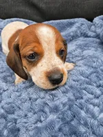Hunter, a male Miniature Dachshund for sale in Ogden, UT – 3 of 5