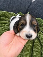 Trapper, a male Miniature Dachshund for sale in Ogden, UT – 2 of 6