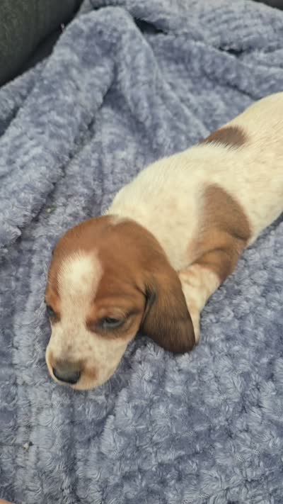 Hunter, a male Miniature Dachshund for sale in Ogden, UT – 4 of 5