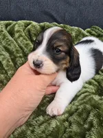 Trapper, a male Miniature Dachshund for sale in Ogden, UT – 3 of 6