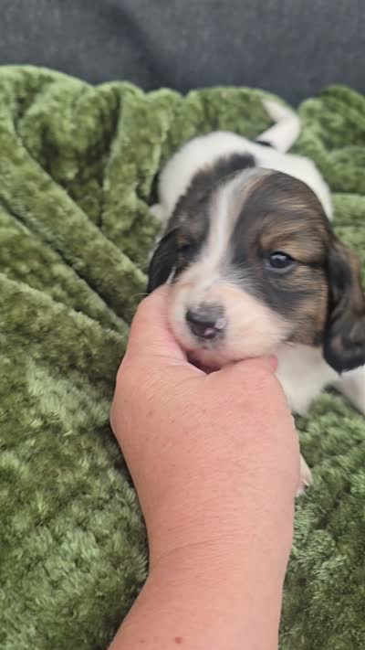 Trapper, a male Miniature Dachshund for sale in Ogden, UT – 5 of 6
